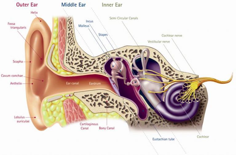 Hearing Loss, Hearing Impairment Knox Audiology