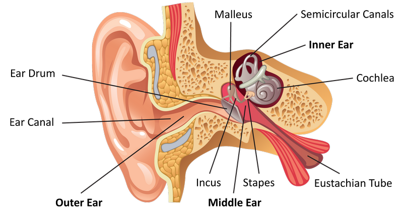ear diagram ear diagram