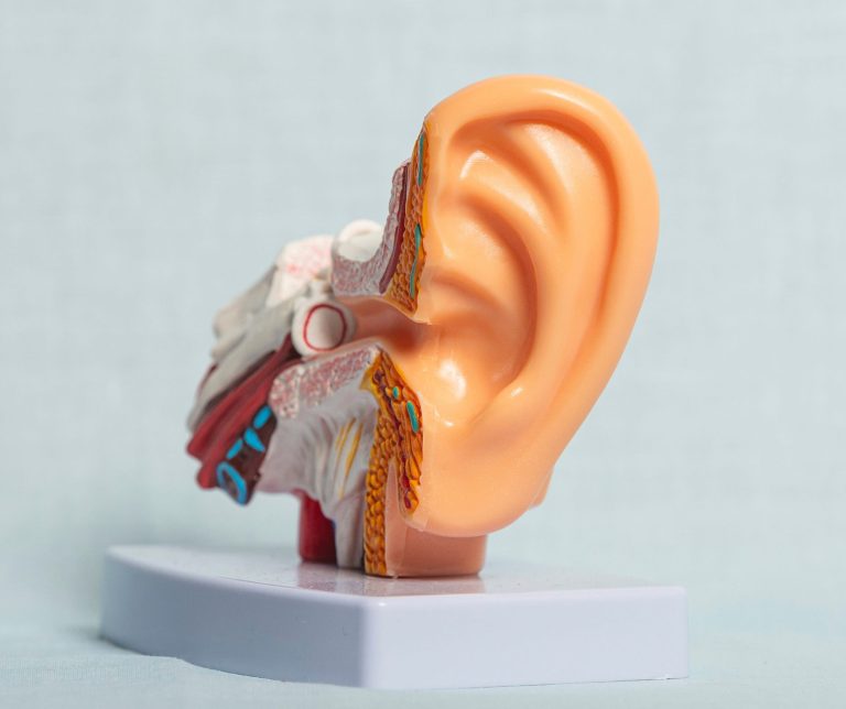 Dizziness and balance. An anatomical model of a human ear displayed next to a real ear, illustrating ear structure and function.