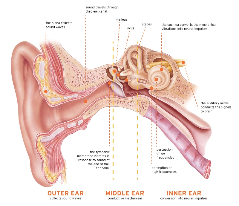 How Hearing works. Diagram of an ear explaining the inner ear, outer ear